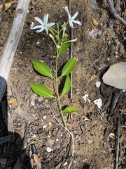 Jasminum simplicifolium