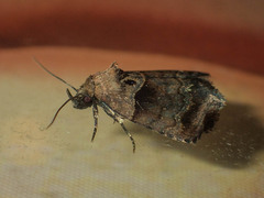 Cretonia forficula