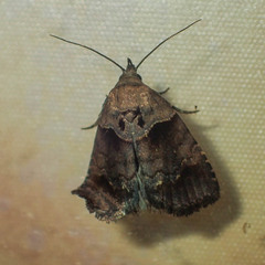 Cretonia forficula