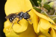 Chilalictus