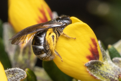 Chilalictus