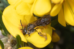 Chilalictus