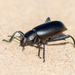 Desert Stink Beetles - Photo (c) jcsullivan, some rights reserved (CC BY-NC)