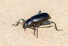 Desert Stink Beetles - Photo (c) John Sullivan, some rights reserved (CC BY-NC), uploaded by John Sullivan