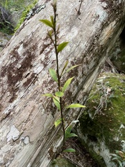 Tristaniopsis collina