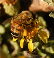 Heterotheca sessiliflora
