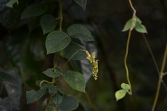 Canavalia oxyphylla