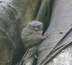 Tarsius spectrumgurskyae