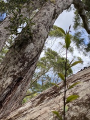 Tristaniopsis collina