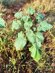 Proboscidea parviflora