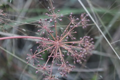 Oenantheae