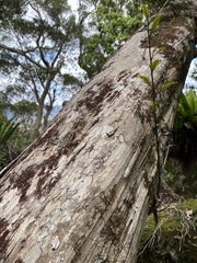 Tristaniopsis collina