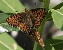 Boloria chariclea