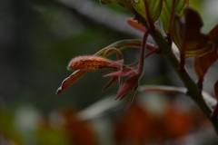 Columnea schiedeana
