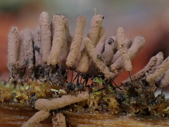 Stemonitopsis amoena