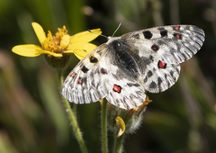 Parnassius smintheus