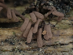 Stemonitopsis amoena