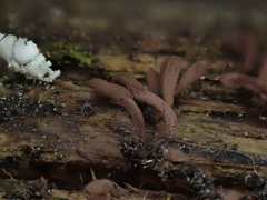 Stemonitopsis amoena