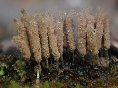 Stemonitopsis amoena
