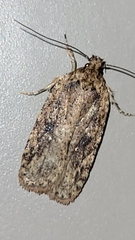 Agonopterix pulvipennella