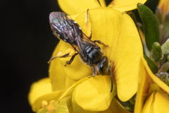 Chilalictus