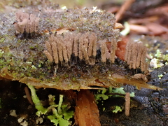 Stemonitopsis amoena