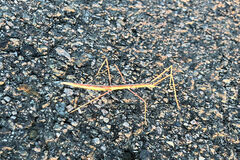 Parabacillus hesperus