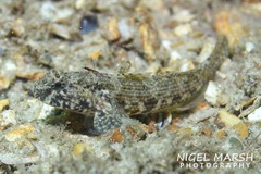 Bathygobius krefftii