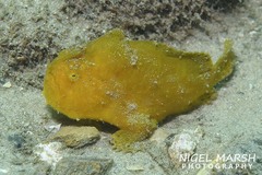 Antennarius striatus