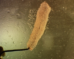 Stemonitopsis amoena