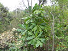 Anthocleista grandiflora