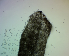 Stemonitopsis amoena