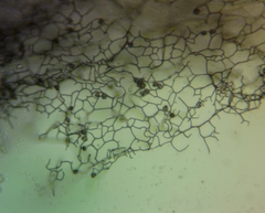 Stemonitopsis amoena