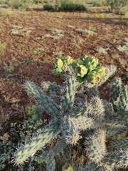 Cylindropuntia imbricata
