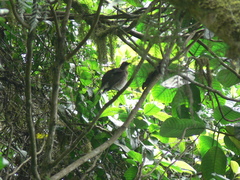 Turdus olivaceofuscus