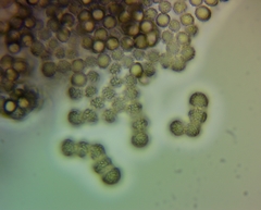 Stemonitopsis amoena