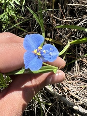 Commelina dianthifolia