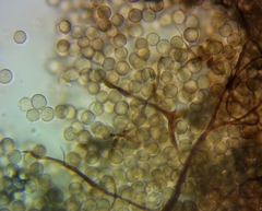 Stemonitopsis amoena