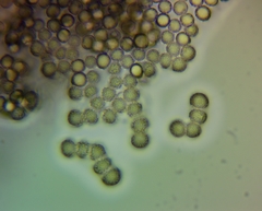 Stemonitopsis amoena