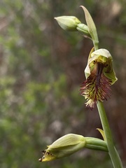 Calochilus herbaceus