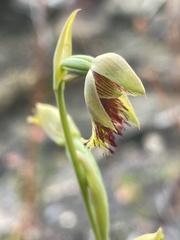 Calochilus herbaceus