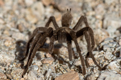 Aphonopelma iodius