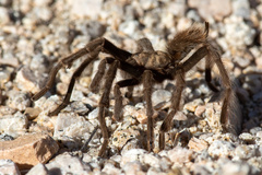 Aphonopelma iodius