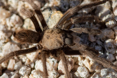 Aphonopelma iodius
