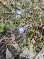 Veronica gracilis