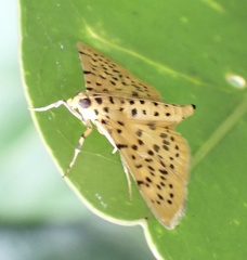 Conogethes
