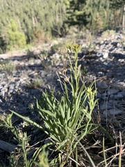 Cuniculotinus gramineus