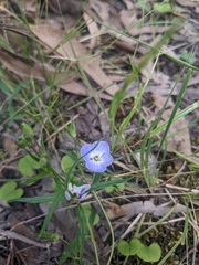 Veronica gracilis