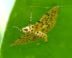 Conogethes