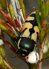 Castiarina pallidiventris